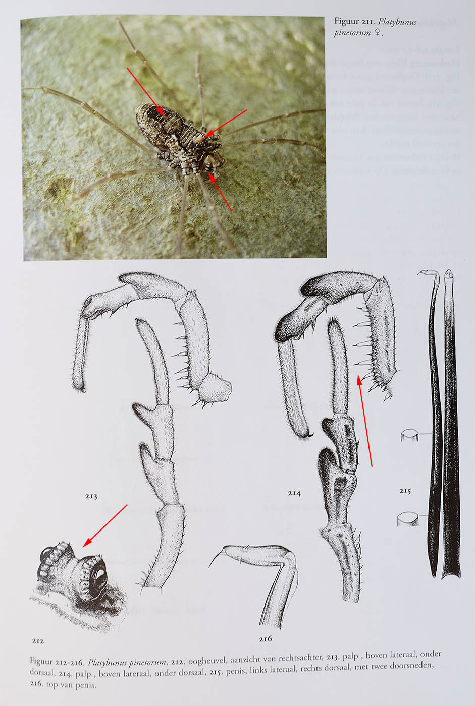 Platybunus pinetorum ♀ (Phalangiidae)